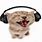 Cat with Earbuds Meme
