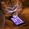 Cat with Phone Meme