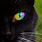 Cat with Rainbow Eyes