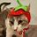 Cat with Strawberry Hat