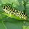 Caterpillar Insect Types