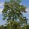 Celtis Australis Tree