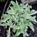 Centaurea Leaves