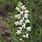 Cephalanthera Longifolia