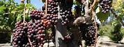 Chardonnay Napa Valley Grape Image