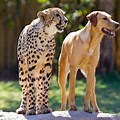 Cheetah Dog