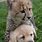 Cheetah Pups