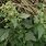 Chenopodium Plant