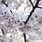 Cherry Blossom Tree Colors
