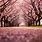 Cherry Blossom Tree HD