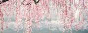 Cherry Blossom Wallpaper Aesthetic for Computer