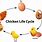Chicken Life Cycle Diagram