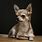 Chihuahua Wallpaper