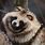Chinese Raccoon Dog