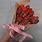 Chocolate Covered Strawberry Bouquet