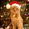 Christmas Ginger Cat