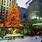 Christmas Tree in New York