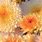 Chrysanthemum Background