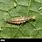 Chrysopidae Larvae