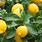 Citrus Limon Plant