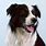 Collie Dog Breed
