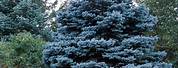 Colorado Blue Spruce Trees