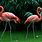 Colorful Flamingos
