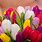Colorful Spring Flower Bouquets