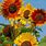 Colorful Sunflowers