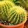 Common Cactus