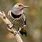 Common Flicker Bird