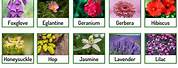Common Flower Names in Arrangements