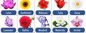 Common Flower Names with Love