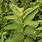 Common Milkweed Plant