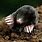 Common Mole