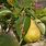 Common Pear Tree Diseases