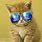 Cool Cat Backgrounds