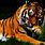 Cool Tiger Images