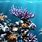 Coral Reef iPhone Wallpaper