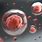 Cord Blood Stem Cells