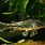 Corydoras Barbatus