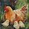 Country Chicken Paintings