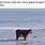 Cow Beach Meme
