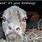 Cow Birthday Meme