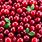 Cranberries Fruit