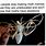 Creepy Moth Meme