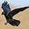 Crow Raven Flying