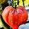 Crushed Heart Tomato