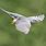 Cuckoo In-Flight