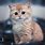 Cute Animal Cat Wallpapers